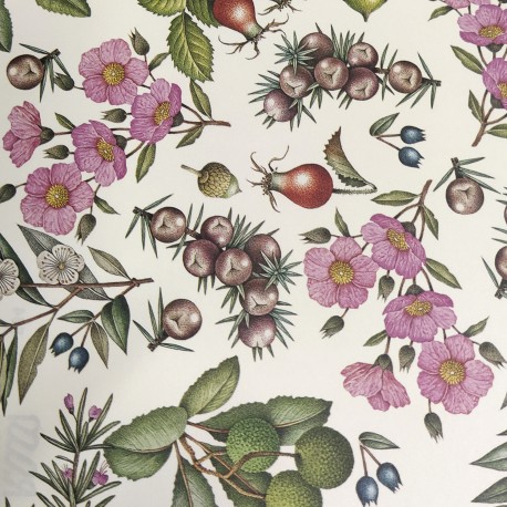 BAYAS  CRT584 PAPEL CARTONAJE ROSSI 70X100  1931