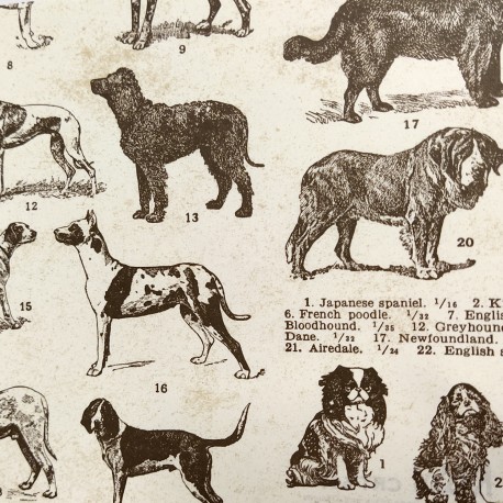 PERROS  CRT687 CARTONAJE ROSSI 70X50